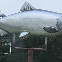 Big Silver Salmon