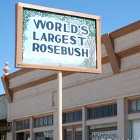 World's Largest Rose Bush
