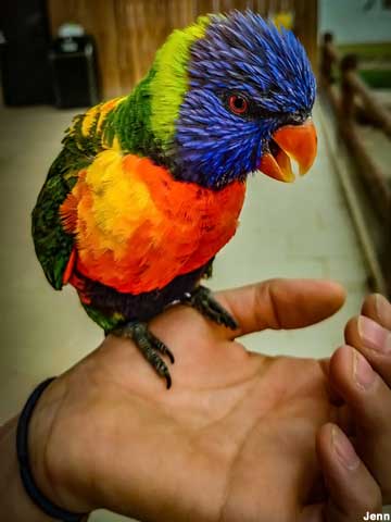 Colorful bird.