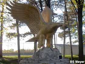 large golden eagle