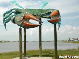 Rockport, TX - World's Largest Blue Crab (In Transition)