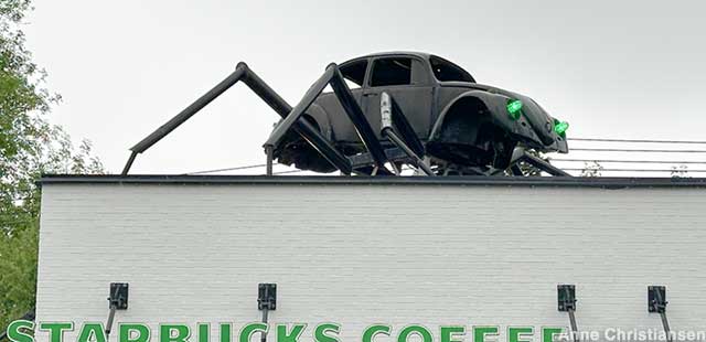 Spider Beetle.